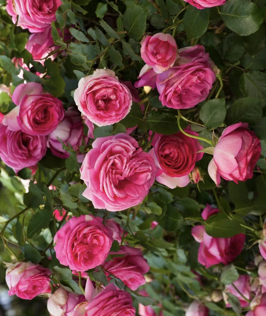 【深粉龙沙宝石】月季花苗盆栽特大花浓香四季庭院阳台爬藤蔷薇花