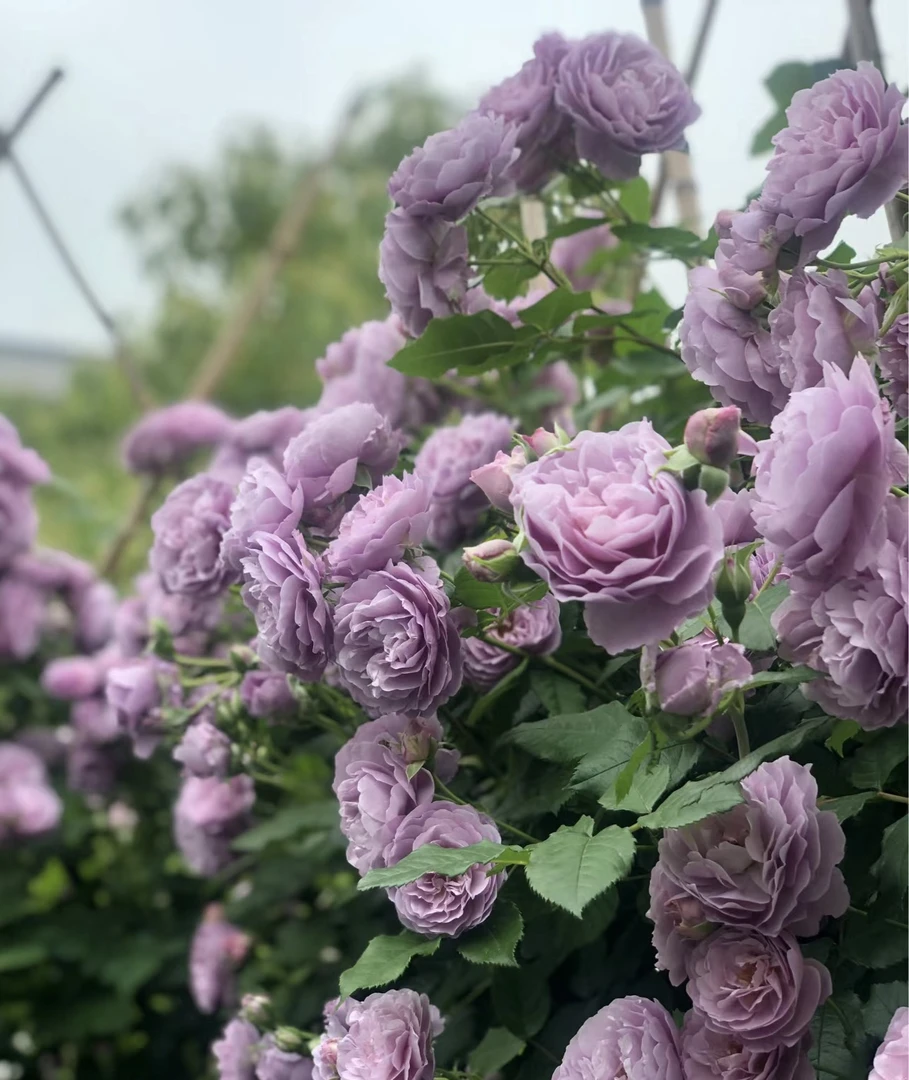 【薰衣草花环】藤本月季花大苗无刺爬藤蔷薇花阳台庭院玫瑰四季开