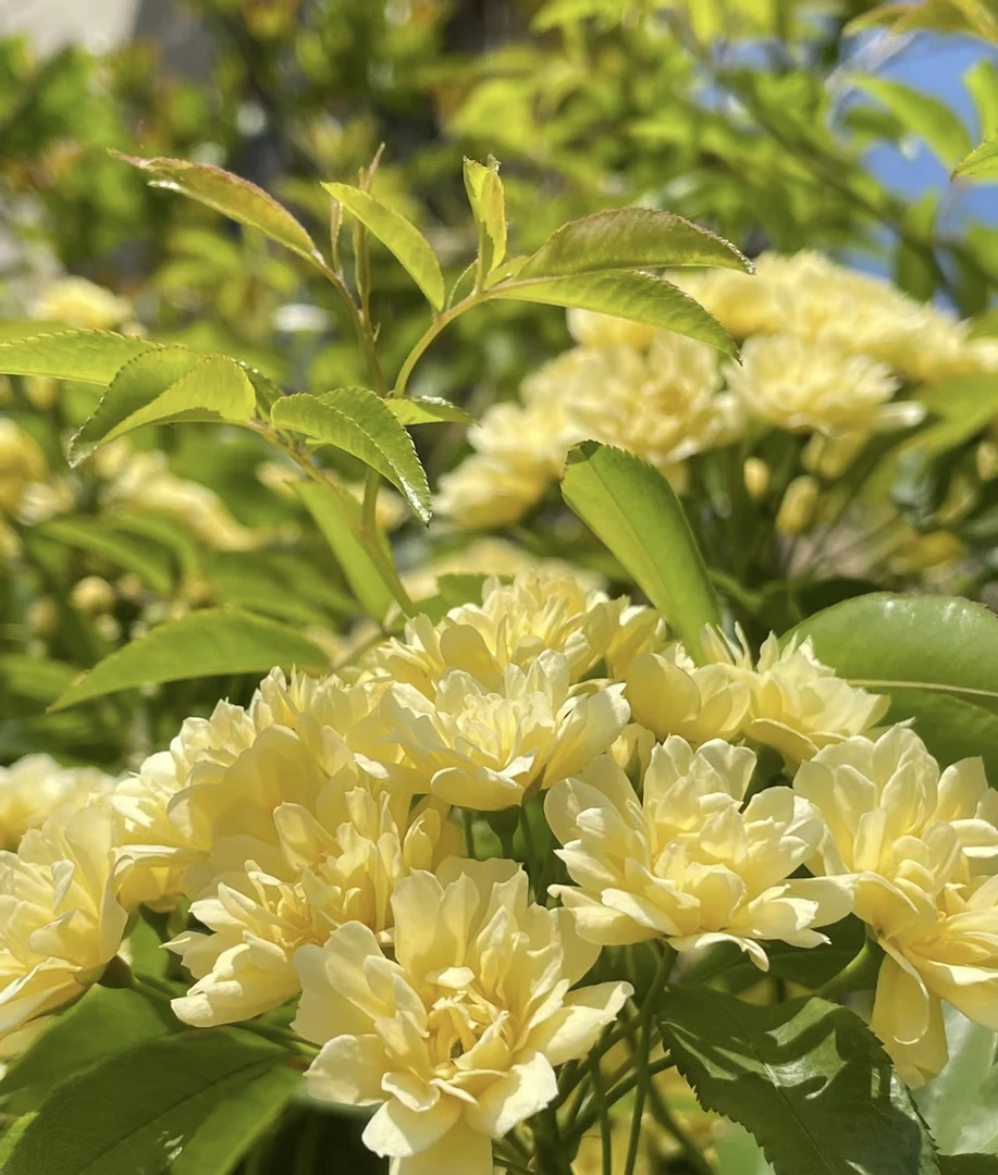 【木香】爬藤植物四季红橙黄白木香花苗月季蔷薇花苗庭院爬藤四季