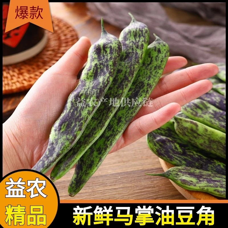 【精品】马掌油豆角新鲜蔬菜东北花道比一点红油豆角九月青好吃