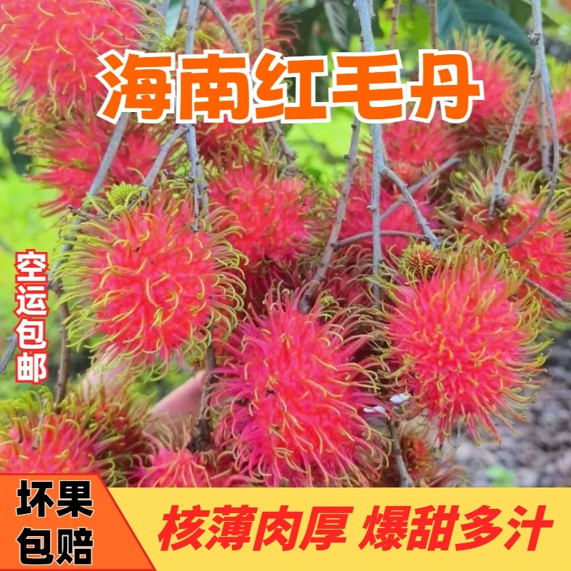 【原产地直发】海南红毛丹七号果热带水果鲜甜多汁顺丰京东空运