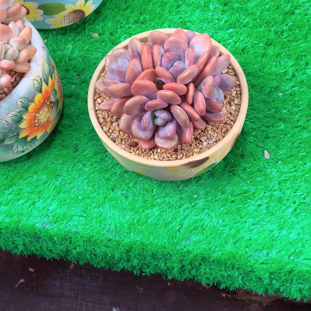 纳*雪一物一拍一物一拍