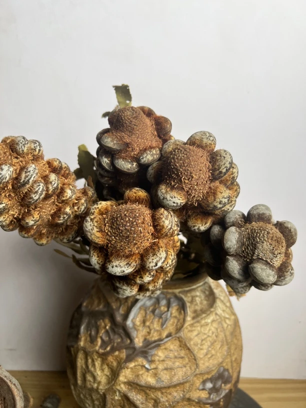 澳洲进口花材豹纹飓风