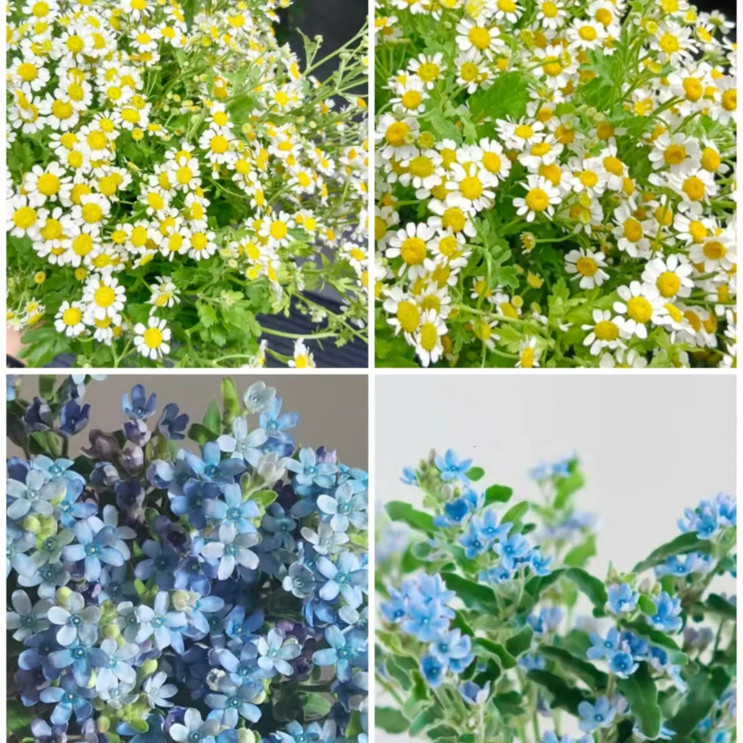 【蓝星花1扎+洋甘菊2扎+黄莺草2扎】 云南基地现采现发