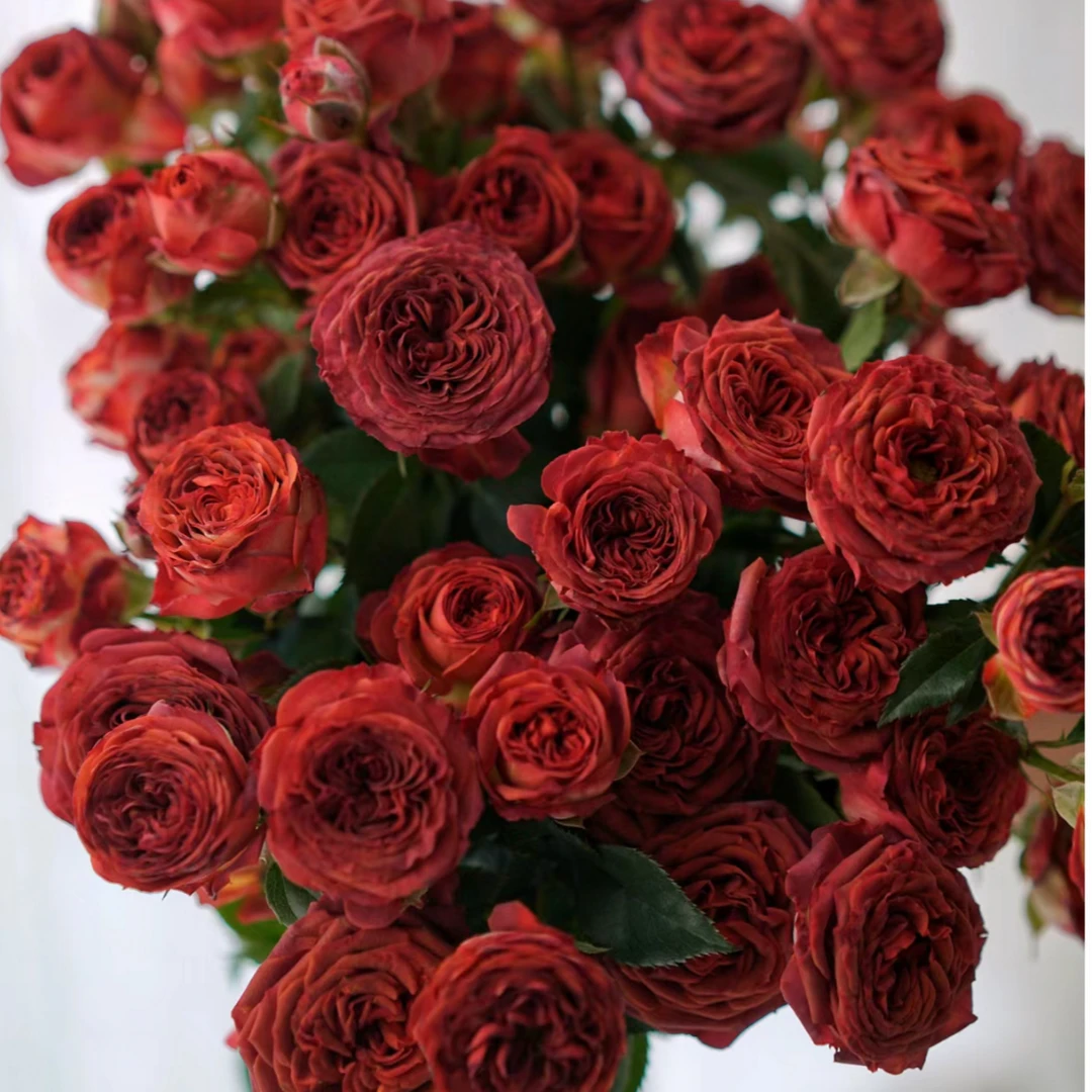 【巧克力泡泡30枝】  云南基地现采现发 一单也包邮