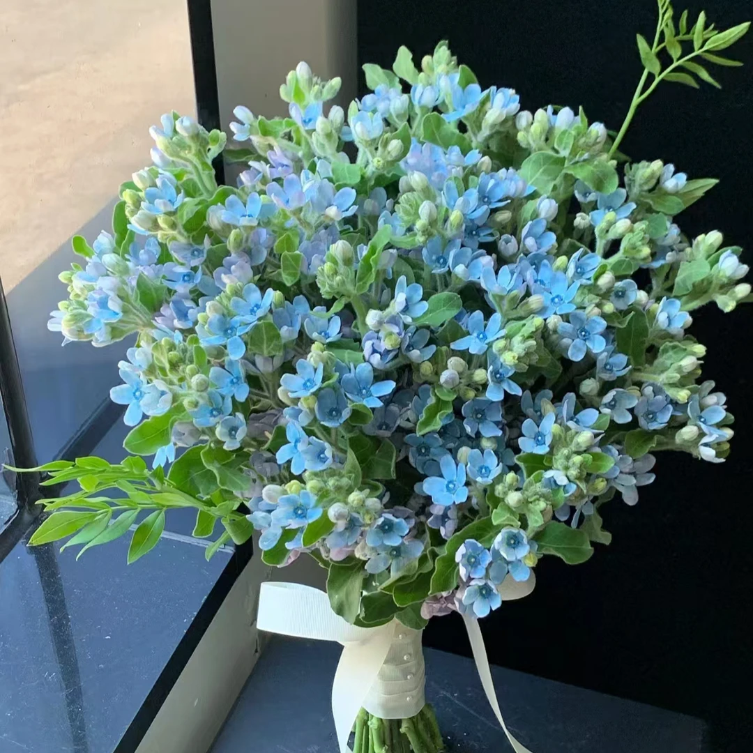 【蓝星花3扎】 云南基地现采现发 一单顺丰包邮