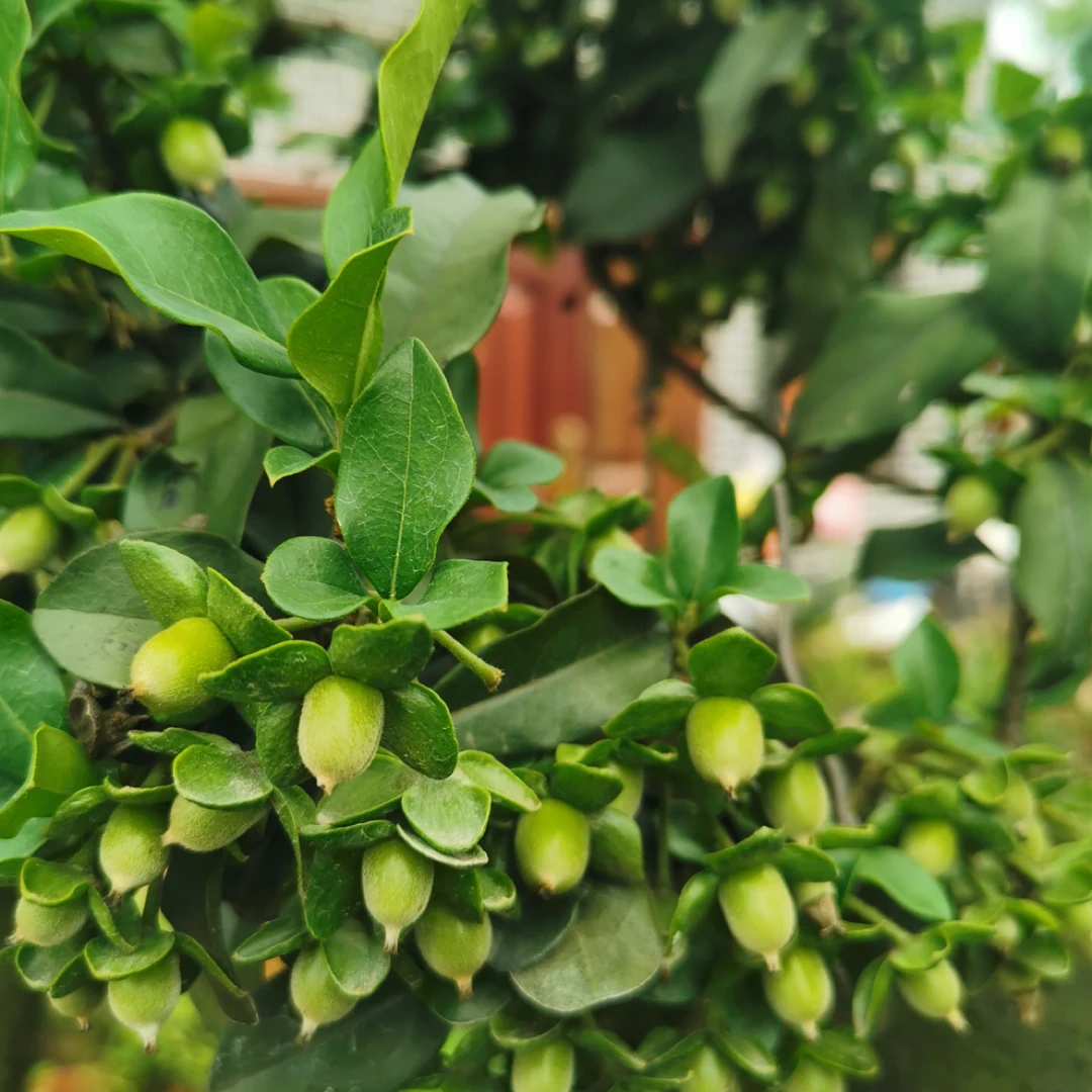 金弹子   你好！！我的世界盒子上