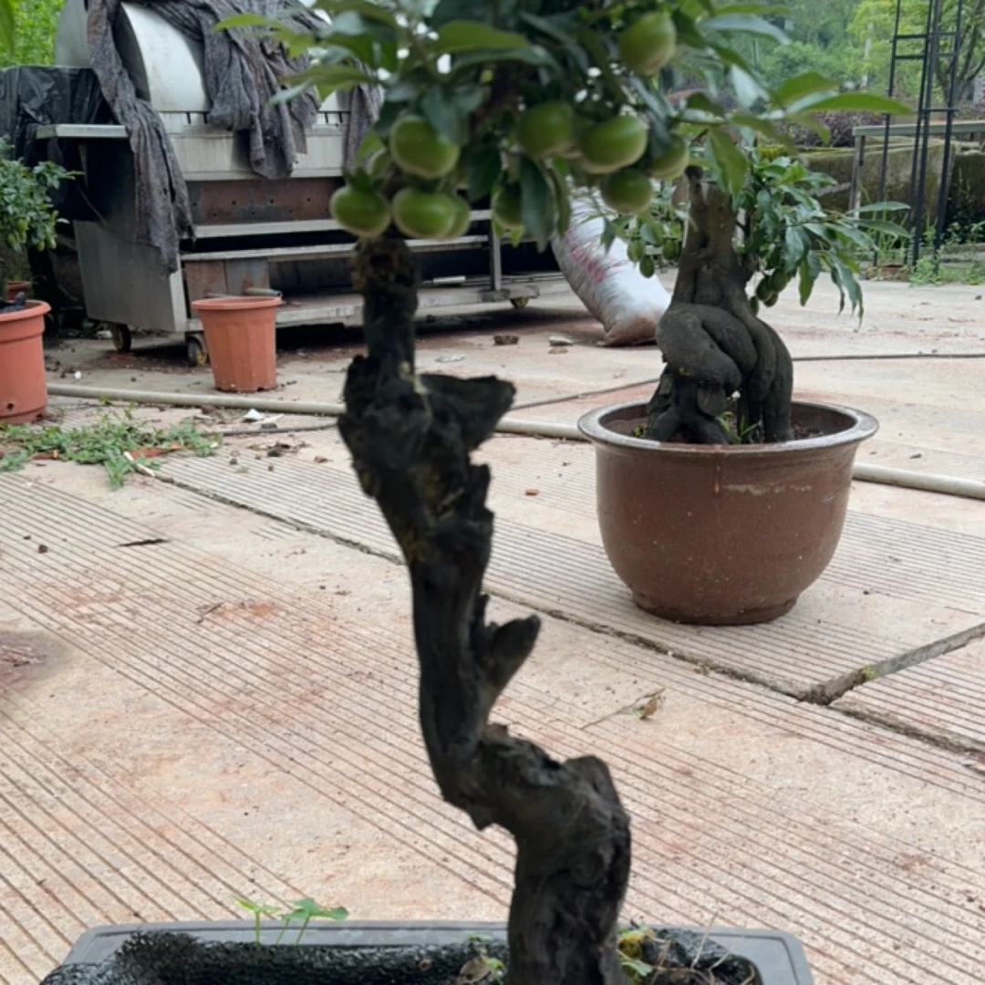 金弹子老鸦盆景素材