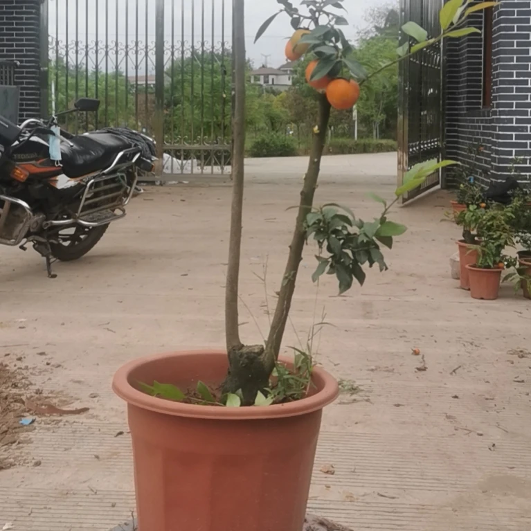 灌木金弹子，母桩