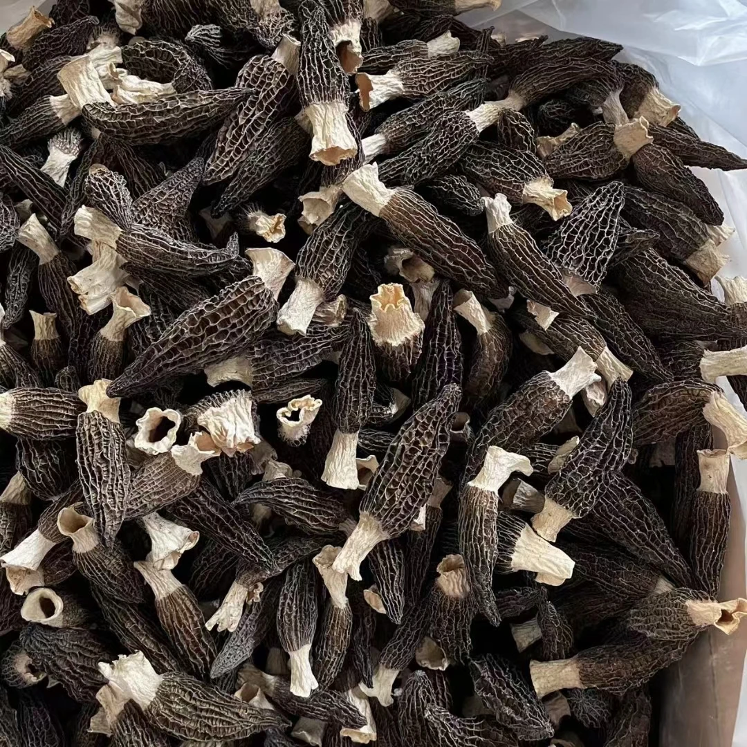 福建羊肚菌菌菇干货香浓头茬剪柄羊肚菌中个头100g干货菇