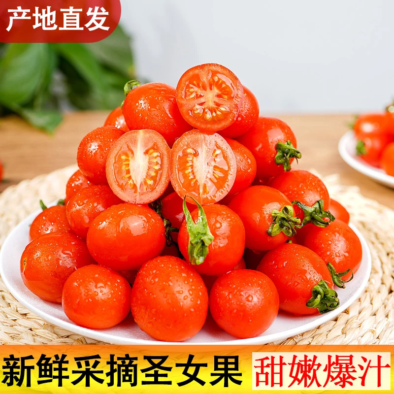 【H1】广西圣女果新鲜现摘水果西红柿生吃小番茄