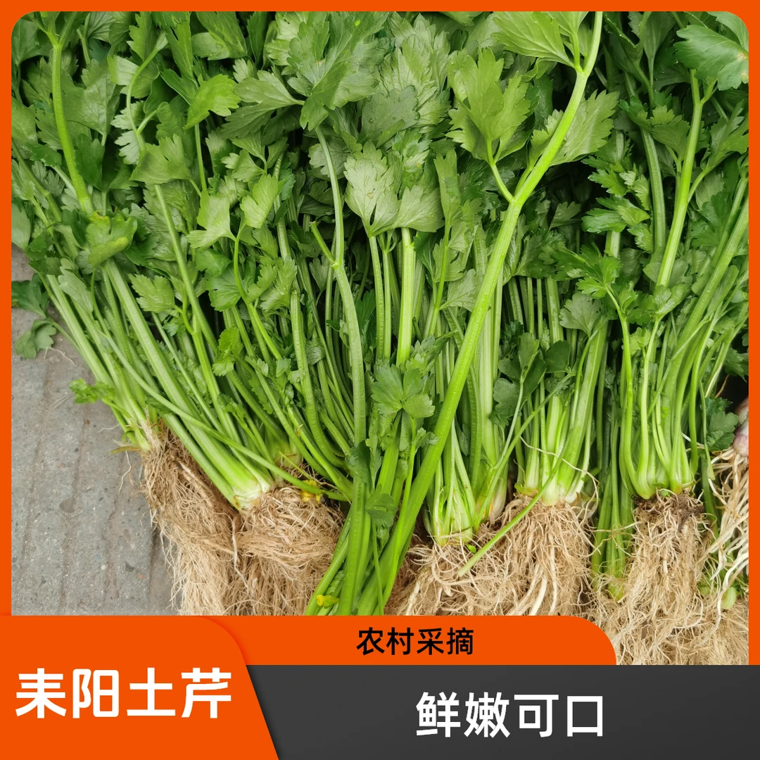 湖南耒阳本地农家老品种土芹菜