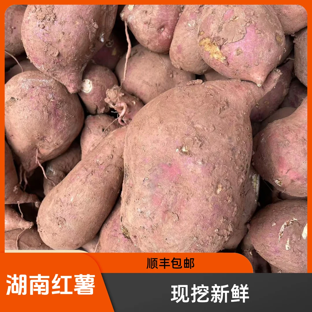 湖南耒阳农家露天种植黄心红薯