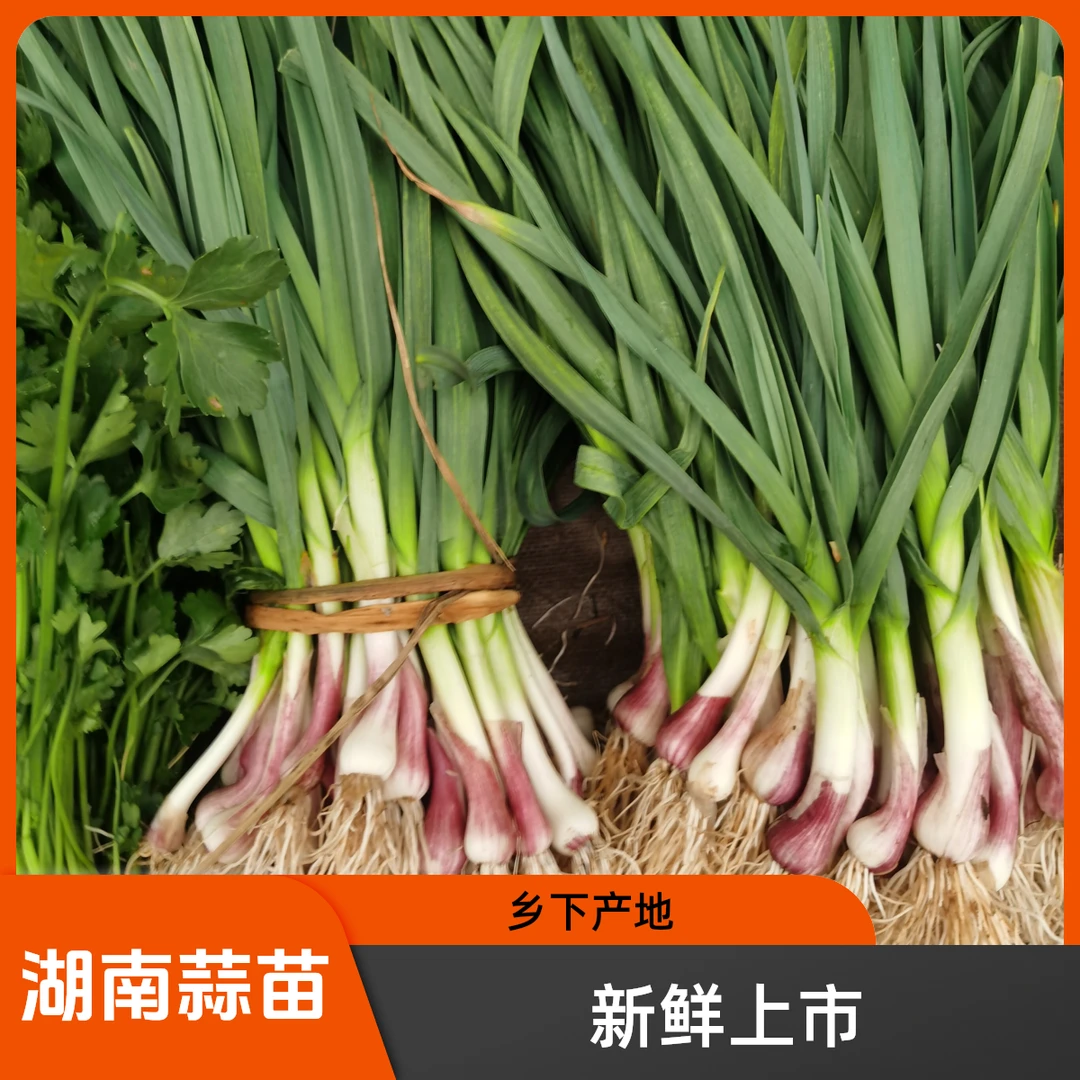 湖南耒阳农家新鲜土蒜