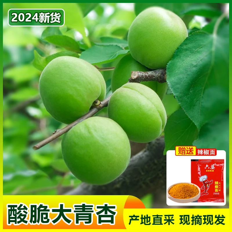 精选新鲜采摘优质酸脆大青杏发货原生态发货孕妇水果应季产地速发