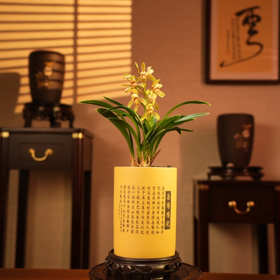 【老种禅月达摩】名贵兰花盆栽浓香建兰名品禅月达摩办公室内客厅