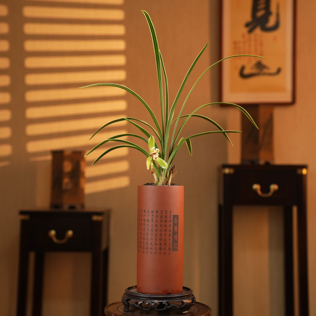 【老种星光大道】春兰带艺三星覆轮花浓香渐变兰花办公室阳台客厅