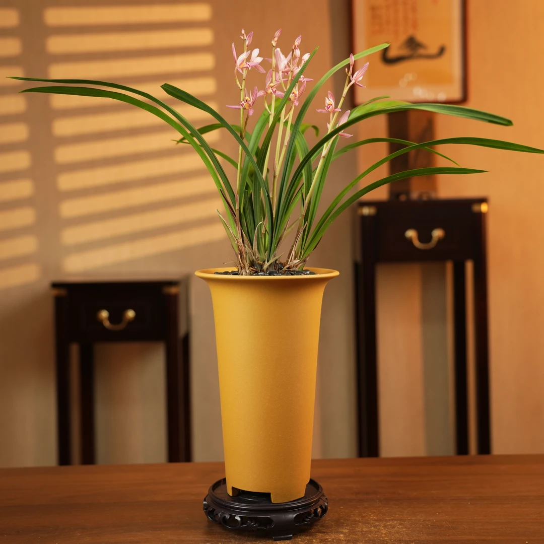 【老种紫钰桃娇】建兰浓香稀少品种特级名贵兰花好养