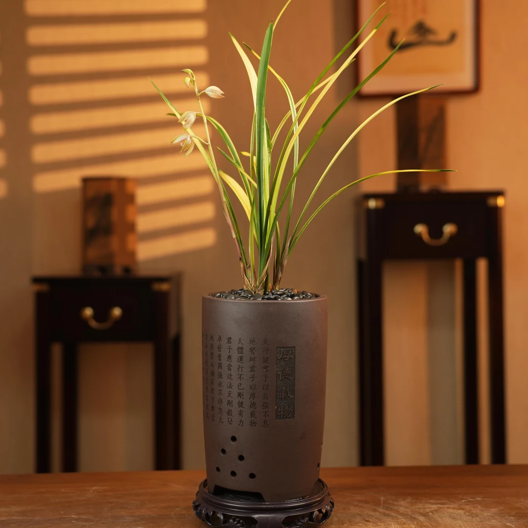 【老种八宝奇珍】建兰四季兰名贵兰花山水画艺好养活室内客厅高档