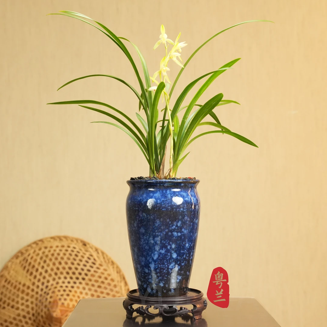 【老种圣雪金丝】上等精品高端建兰叶艺素心浓香带花苞办公室客厅