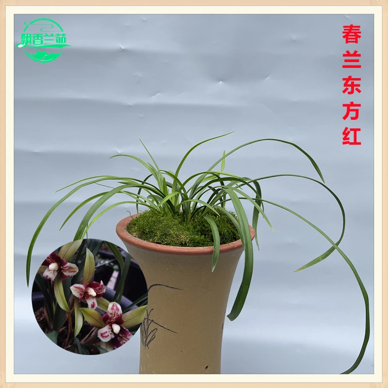 春兰东方红 三星蝶 花浓香 勤花勤芽 适用于阳台 客厅 办公室绿植