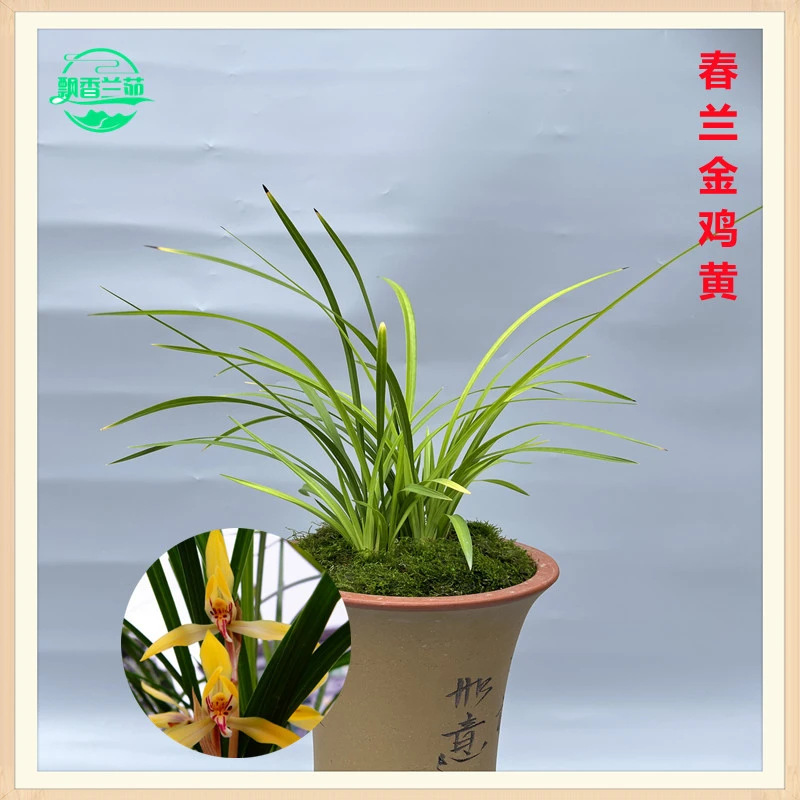 春兰金鸡黄 黄色大花 花浓香 勤花勤芽 适用于阳台客厅易养活自然