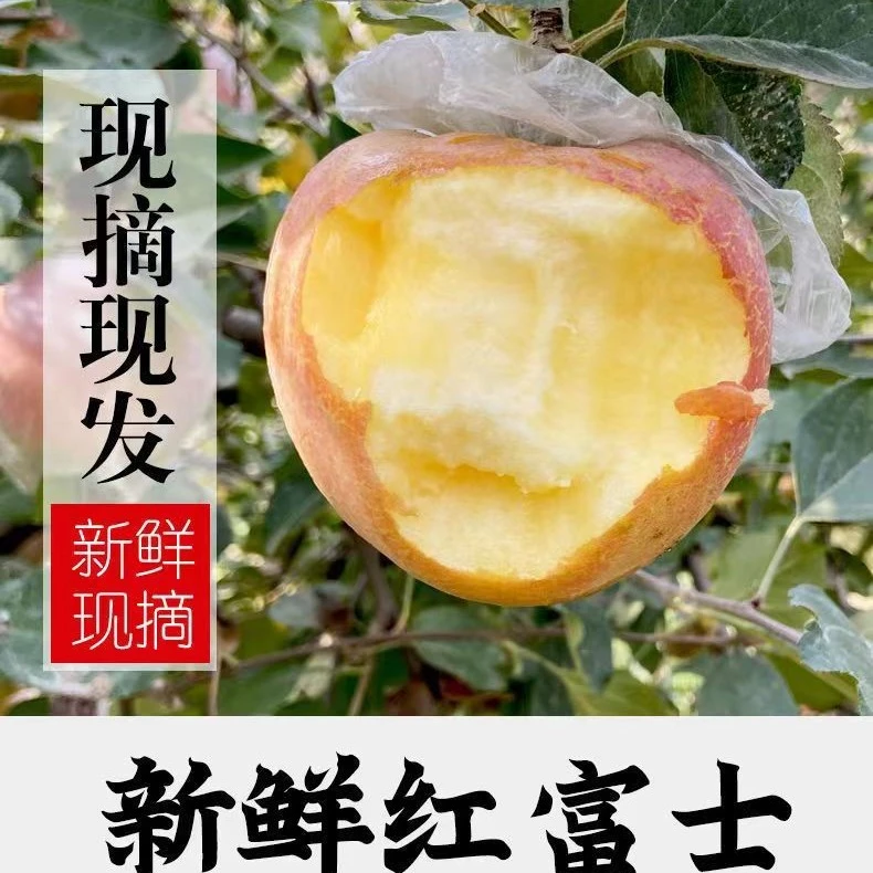酥脆多汁山西运城临猗丑苹果水裂纹红富士苹果