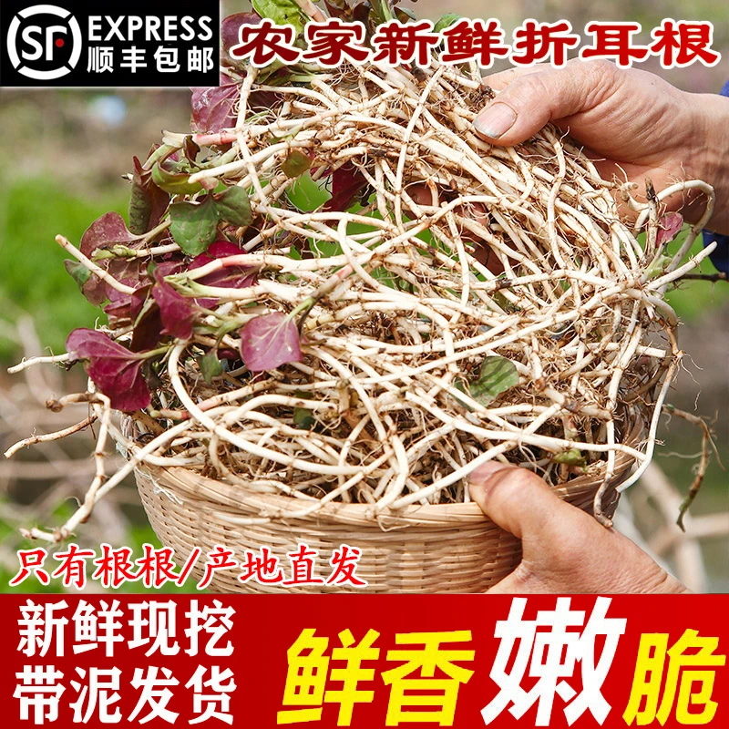 顺丰包邮！现摘四川折耳根嫩根新鲜根根侧耳根节节根农家时令蔬菜