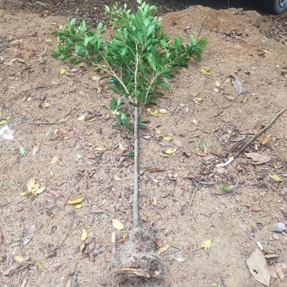 小叶榕树细叶榕四季常青室内外种植带原土球发货易存活绿植苗木