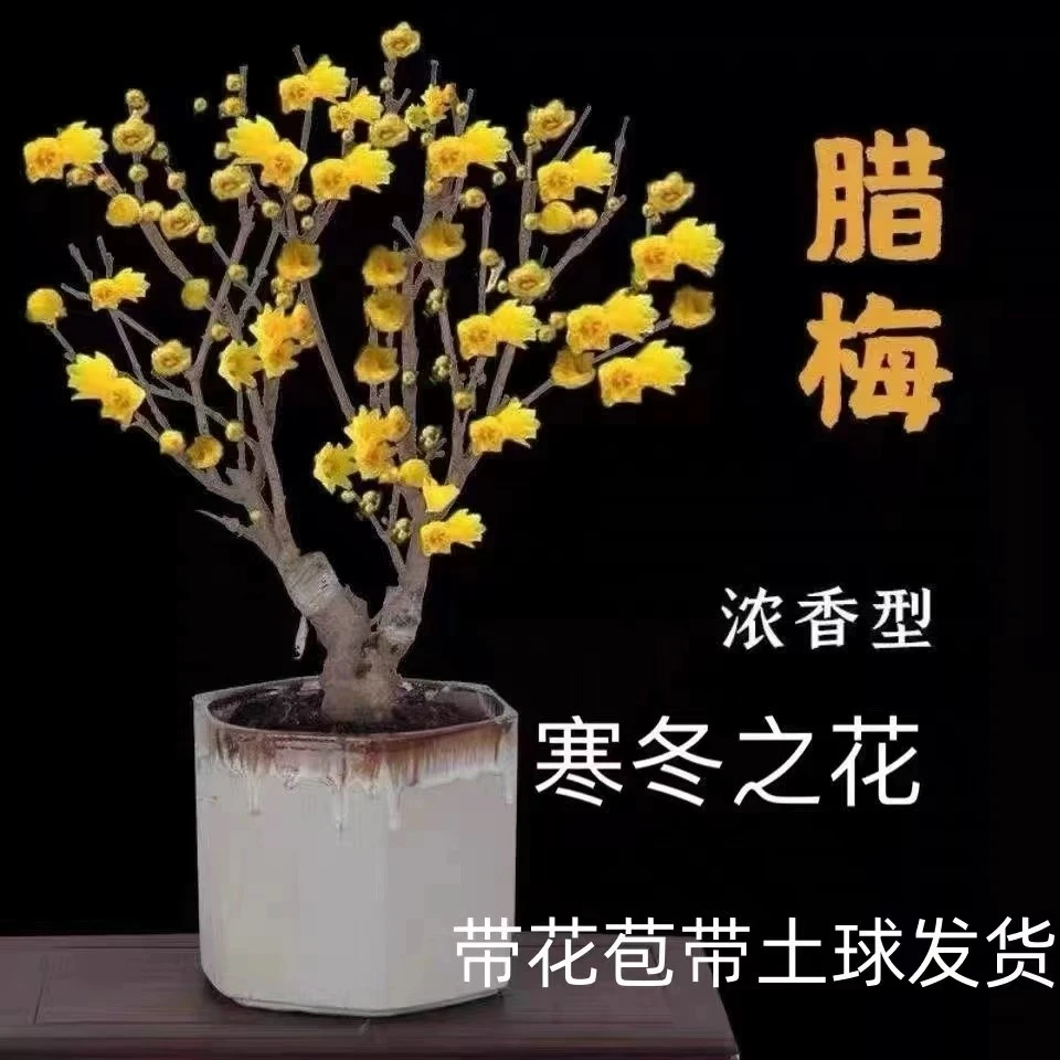 腊梅花树苗盆栽浓香型室内四季耐寒花卉阳台易活老桩盆景素心蜡梅