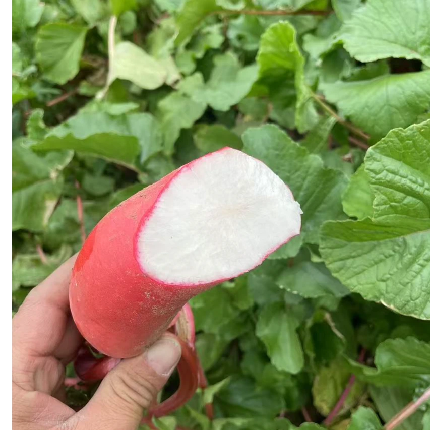 湖北新鲜蔬菜农家露天红皮萝卜农家蔬菜 农家自种大红袍萝卜