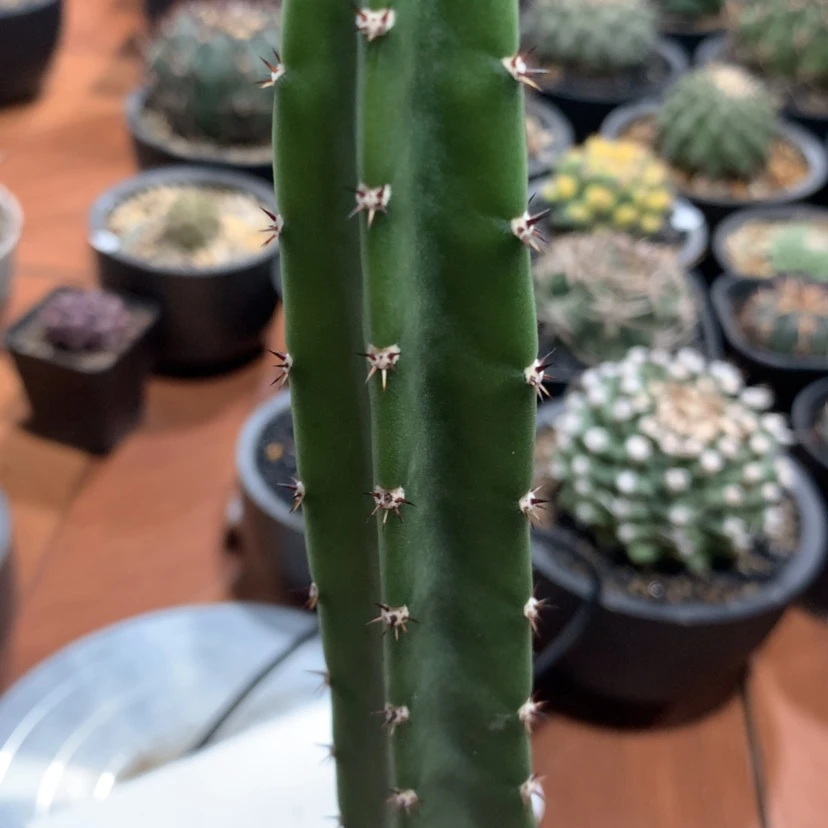 【闪购商品】清*宇秀蒲柱
