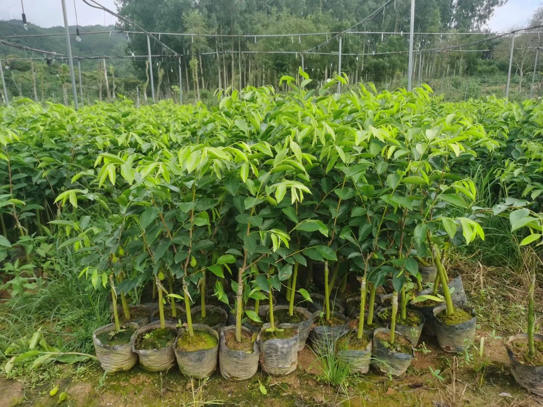 （香霸品种）优质苗子奇楠沉香小苗