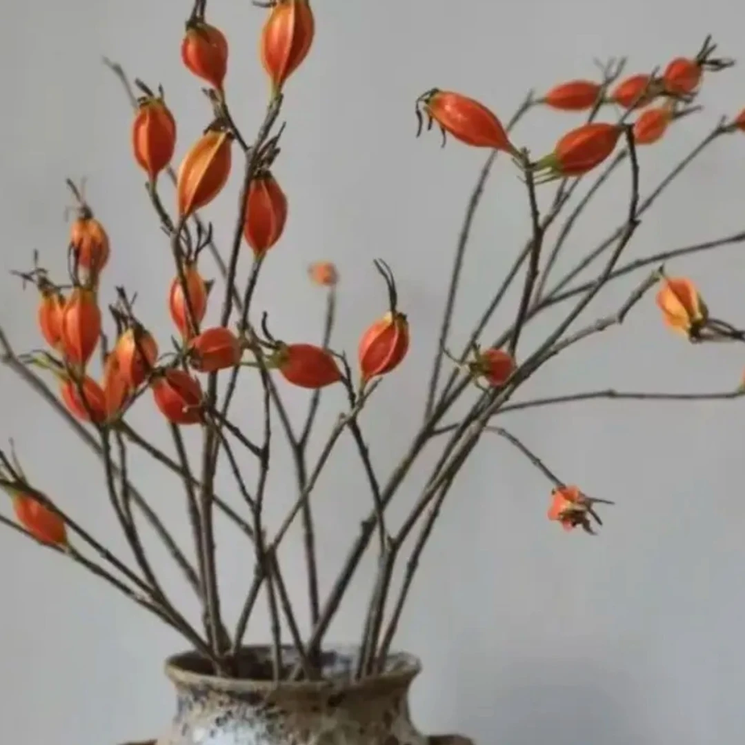 新鲜栀子果切枝插花瓶百搭成干花12月1号现场采摘发货