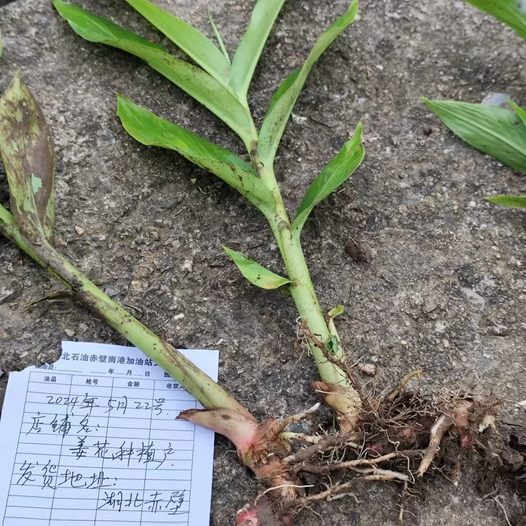 大姜花种苗5颗姜兰花蝴蝶百合夜苏寒很香花苗香水百合花父亲节