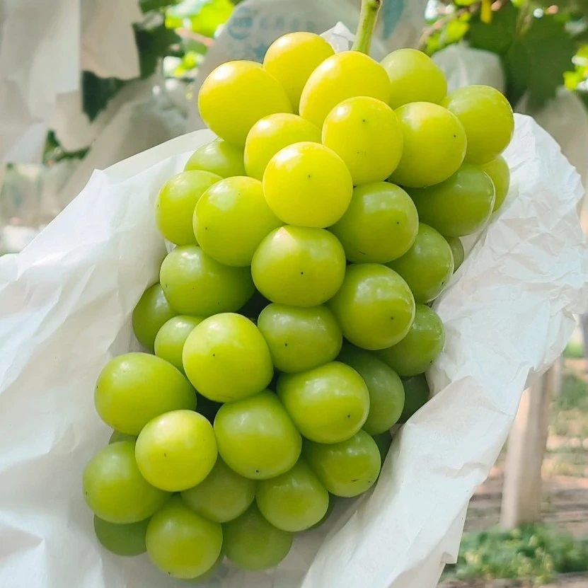 【明兰瓜果】送礼净重买5斤送1斤装阳光玫瑰当季采摘孕妇水果售后