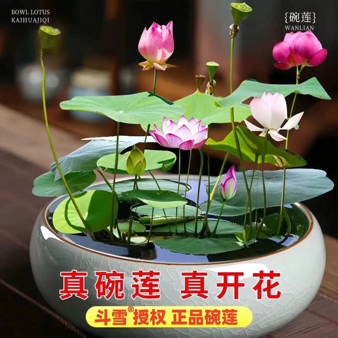 碗莲水培植物无土栽培已开口好养活开花种子阳台荷花盆栽室内睡莲