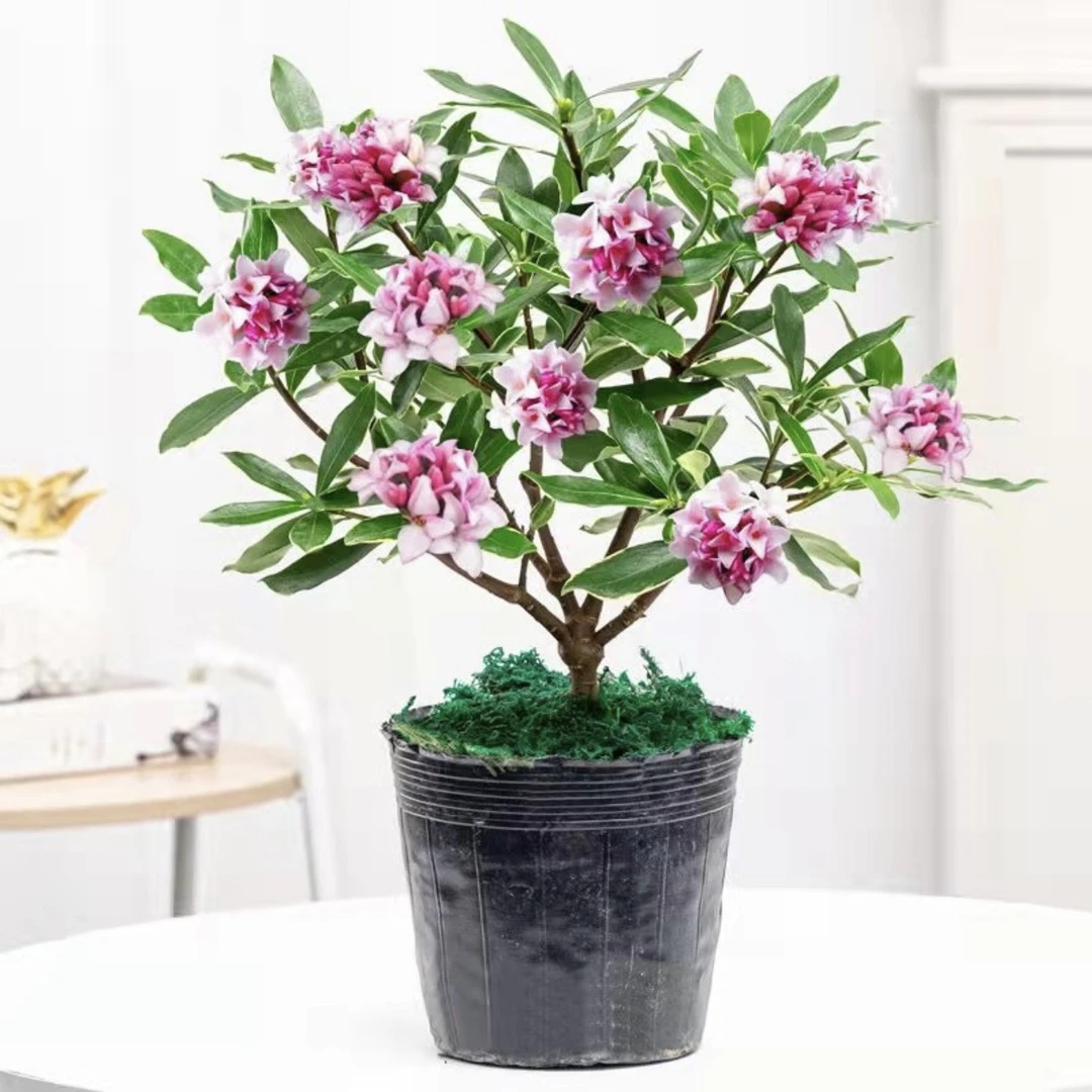 金边瑞香四季常青年宵花浓香型绿植花卉盆栽