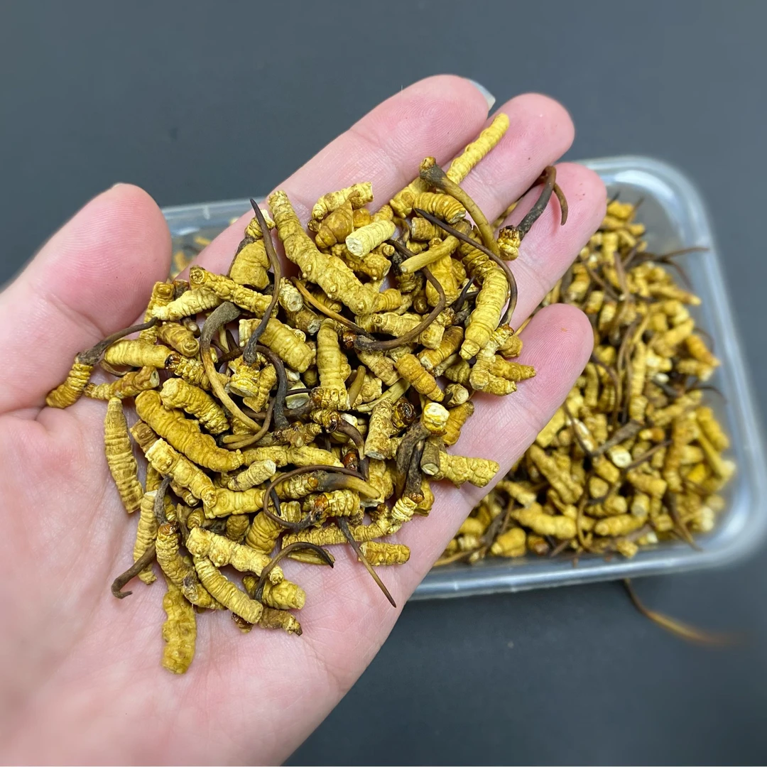 【昊扬专属】50克带草头断草 2025头茬干冬虫夏草甄选滋补自家食用