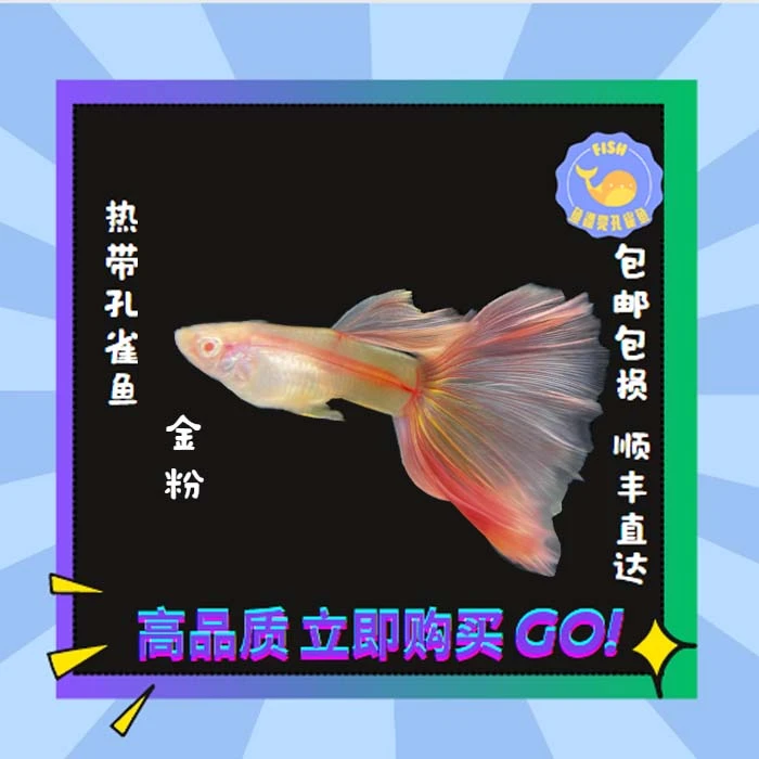 包邮金粉孔雀鱼纯种基因养殖活体精品孔雀鱼母鱼孔雀鱼精品孔雀鱼