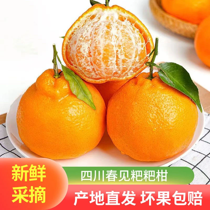【新年宠粉】四川正宗春见耙耙柑应季新鲜水果橘子柑橘当季现摘包邮
