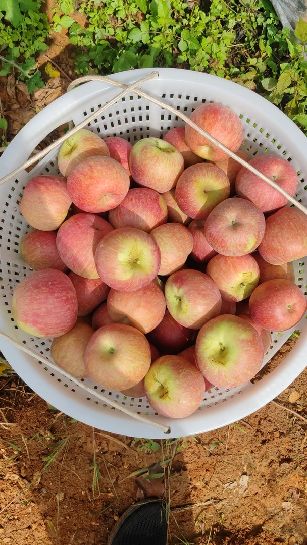 贵州威宁中水新鲜当季红富士苹果新鲜苹果脆甜多汁产地直发水果
