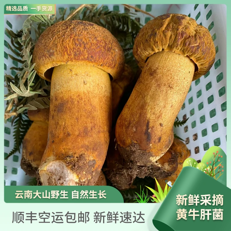 云南可食用自然野生新鲜精选黄牛肝菌500g-1000g顺丰包邮新鲜速达