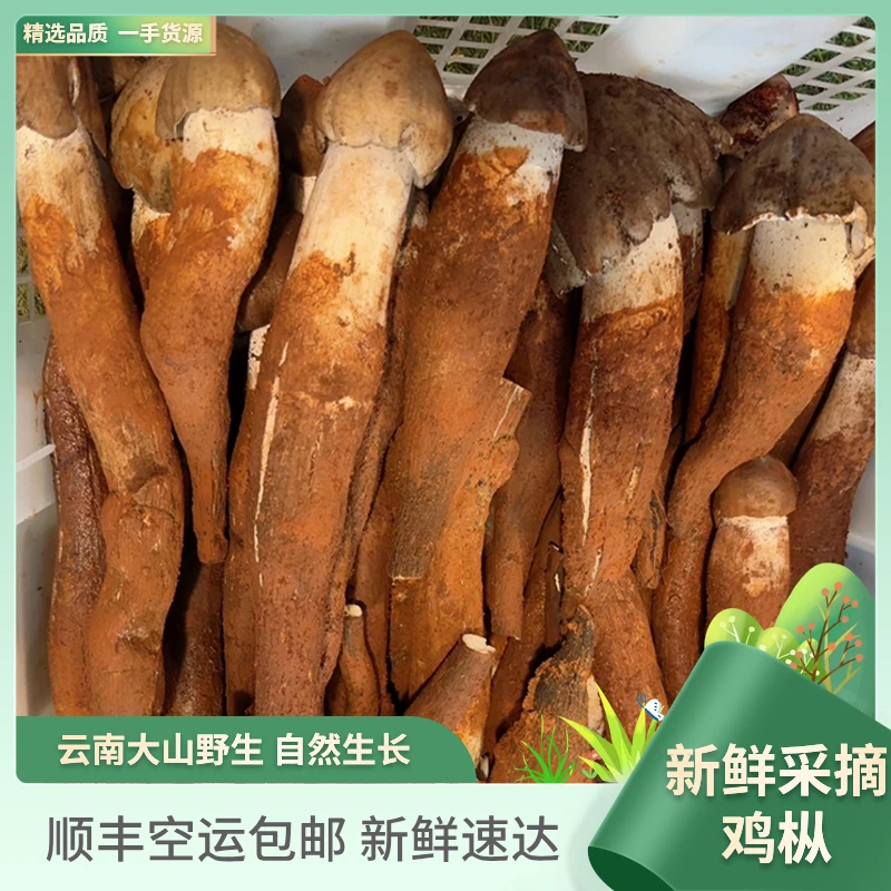 云南可食用自然野生红土黑帽鸡枞菌500g-1000g顺丰包邮新鲜速达