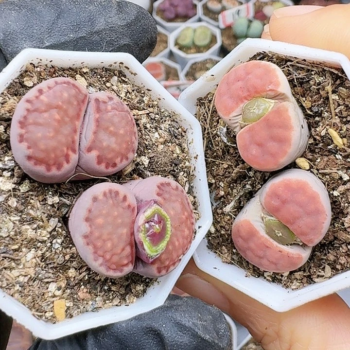 生石花11555。 119