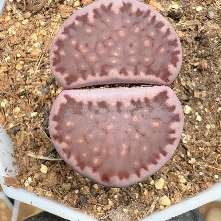 生石花1114441   29