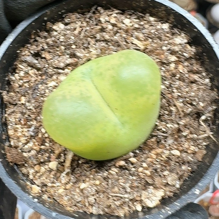 小**酱生石花111141   117