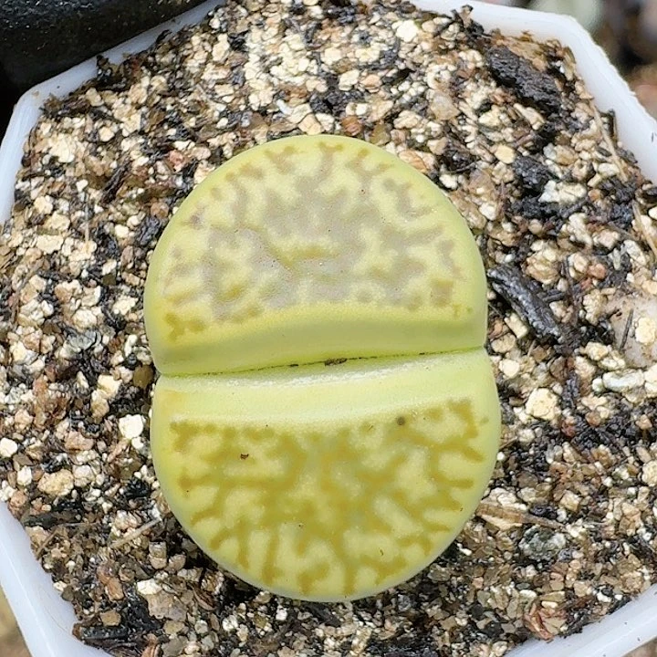 生石花111444   200