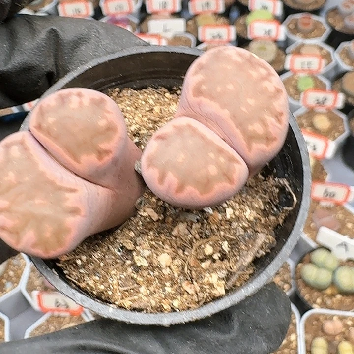生石花112221   126