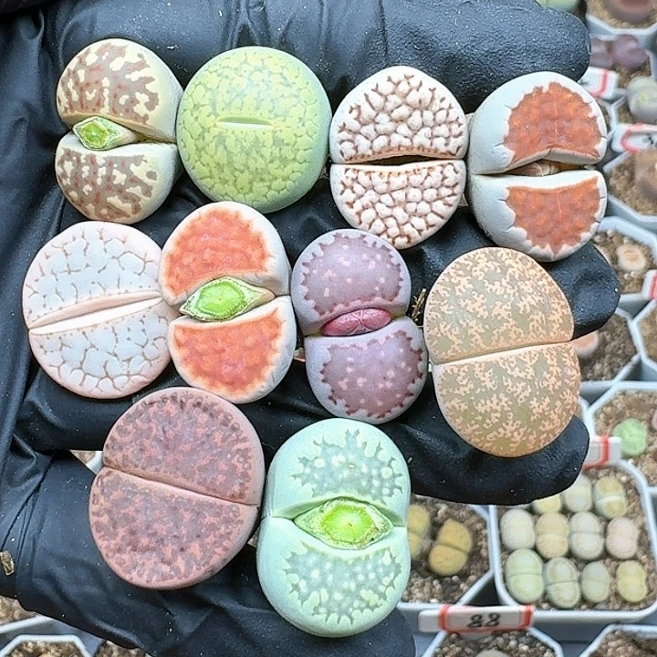 生石花122555。  25